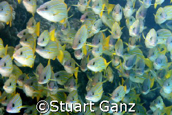 School of blue stripe snapper by Stuart Ganz 